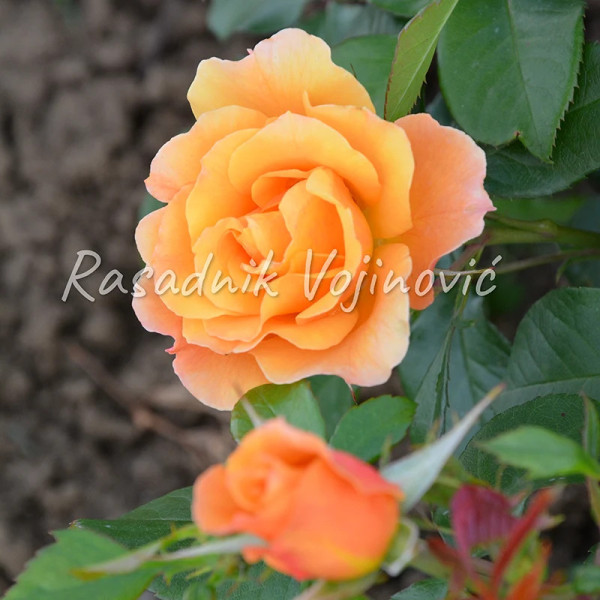 Elina