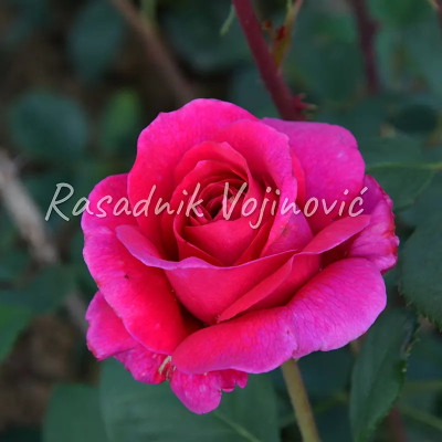 Elizabet