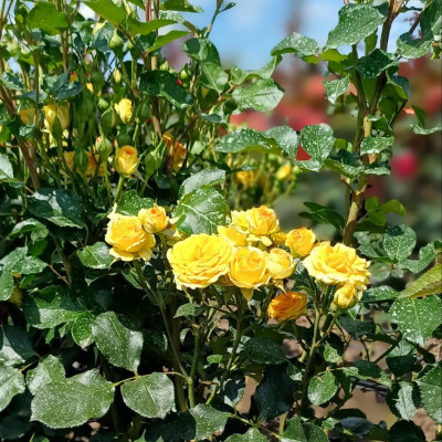 Mini Yellow - Stablašica